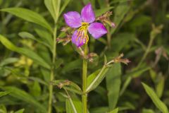 Virginia Meadowbeauty, Rhexia virginica