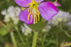 Virginia Meadowbeauty, Rhexia virginica