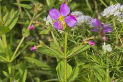 Virginia Meadowbeauty, Rhexia virginica