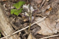 Virginia Pennywort, Obolaria virginica