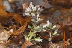 Virginia Pennywort, Obolaria virginica