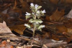 Virginia Pennywort, Obolaria virginica