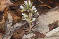 Virginia Pennywort, Obolaria virginica