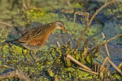 Virginia Rail, Rallus limicola