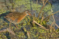 Virginia Rail, Rallus limicola