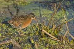 Virginia Rail, Rallus limicola