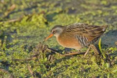 Virginia Rail, Rallus limicola