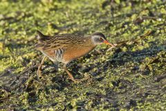 Virginia Rail, Rallus limicola