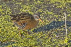 Virginia Rail, Rallus limicola