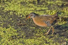 Virginia Rail, Rallus limicola