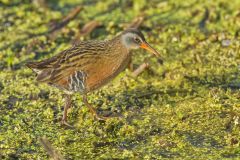 Virginia Rail, Rallus limicola