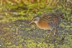 Virginia Rail, Rallus limicola