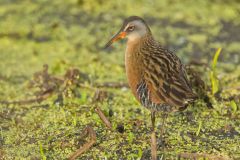 Virginia Rail, Rallus limicola