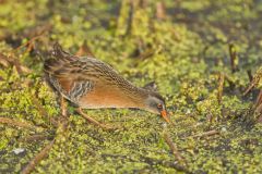 Virginia Rail, Rallus limicola