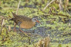 Virginia Rail, Rallus limicola