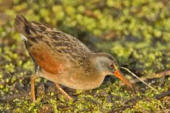 Virginia Rail, Rallus limicola