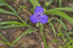 Virginia Spiderwort, Tradescantia virginiana