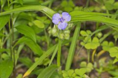 Virginia Spiderwort, Tradescantia virginiana