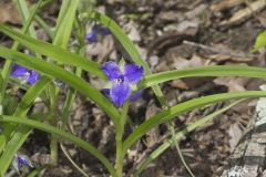 Virginia Spiderwort, Tradescantia virginiana