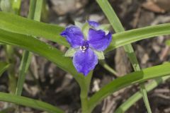 Virginia Spiderwort, Tradescantia virginiana