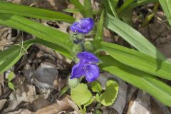 Virginia Spiderwort, Tradescantia virginiana