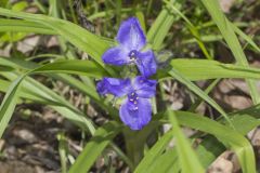 Virginia Spiderwort, Tradescantia virginiana