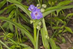 Virginia Spiderwort, Tradescantia virginiana