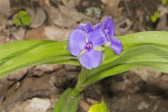 Virginia Spiderwort, Tradescantia virginiana