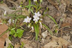 Virginia Springbeauty, Claytonia virginica