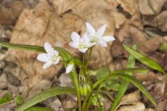 Virginia Springbeauty, Claytonia virginica