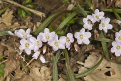 Virginia Springbeauty, Claytonia virginica