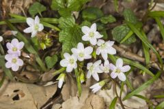 Virginia Springbeauty, Claytonia virginica