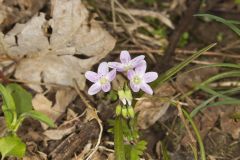 Virginia Springbeauty, Claytonia virginica