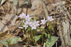 Virginia Springbeauty, Claytonia virginica