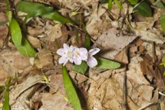 Virginia Springbeauty, Claytonia virginica