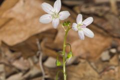 Virginia Springbeauty, Claytonia virginica