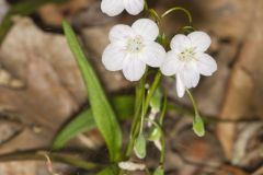 Virginia Springbeauty, Claytonia virginica