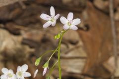 Virginia Springbeauty, Claytonia virginica