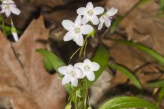 Virginia Springbeauty, Claytonia virginica