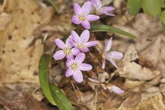 Virginia Springbeauty, Claytonia virginica