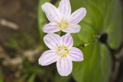 Virginia Springbeauty, Claytonia virginica