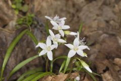 Virginia Springbeauty, Claytonia virginica