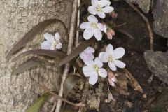 Virginia Springbeauty, Claytonia virginica