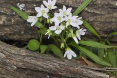 Virginia Springbeauty, Claytonia virginica