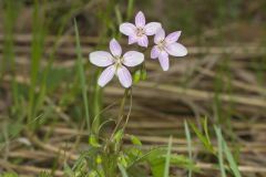 Virginia Springbeauty, Claytonia virginica