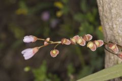 Virginia Springbeauty, Claytonia virginica