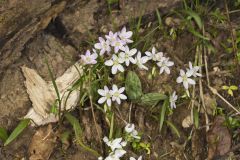 Virginia Springbeauty, Claytonia virginica