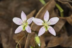 Virginia Springbeauty, Claytonia virginica