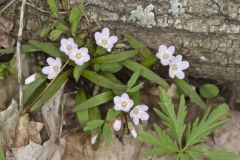 Virginia Springbeauty, Claytonia virginica