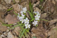 Virginia Springbeauty, Claytonia virginica